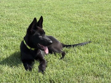 German Shepherd – LUNA – Springfield