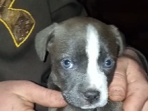 Cane Corso – cane corso/pit bull puppies – Detroit