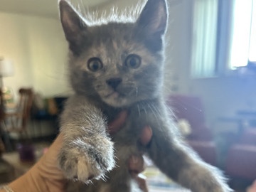 kitten for sale – Huntington Beach