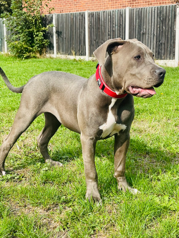 American bully XL