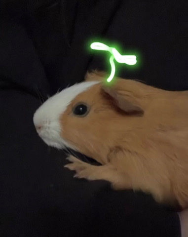 help! Guinea Pigs!