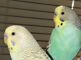 Parakeet – vogels te koop – Amsterdam