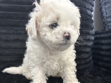 Shih Poo – Shih Poo Dog – Columbus