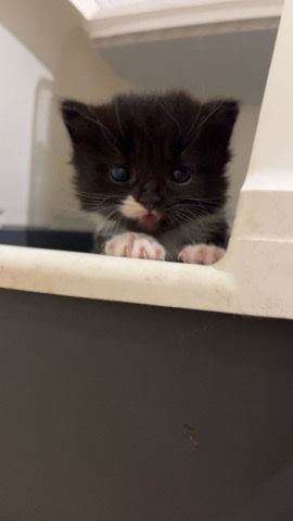 4 adorable kittens