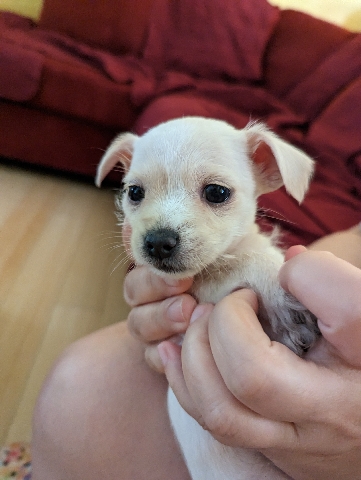 Chihuahua – Chihuahua 2 female poppies