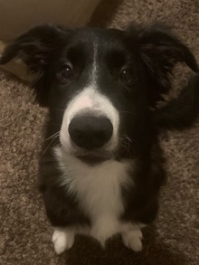 Border Collie – Crazy fun puppy needs a new home