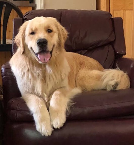 Labrador Retriever β for more info text or call me at (407) 603-6484