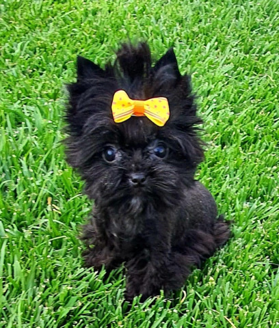 Yorkshire Terrier – teacup puppies for Rehoming