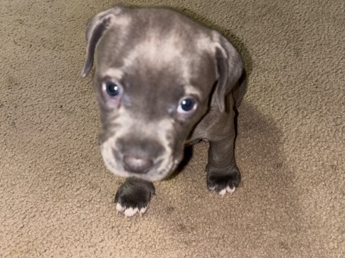American Staffordshire Terrier – Luna – Live Oak