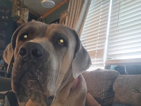 Image of Mixed Breed