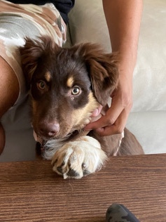 Australian Shepherd – 4 month old Red Tri Female Australian Shepherd