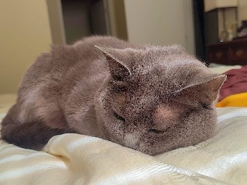 Russian Blue – Re-Homing Friendly Russian Blue – Royersford