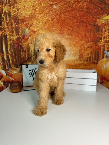 Goldendoodle Puppy