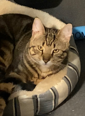Russian White, Black and Tabby – Tabby/ Ky