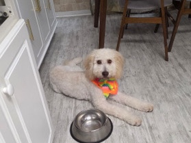 Goldendoodle – Golden Doodle Puppy – Savannah