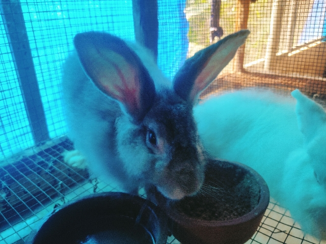 Giant Chinchilla – Best Rabbit Breeds,cute &lovely rabbits