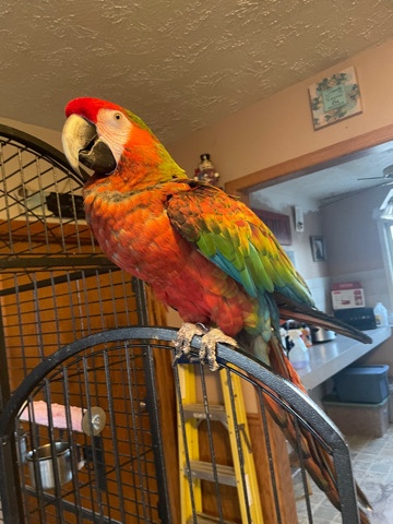 scarlet macaw for sale