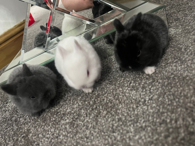 3 gorgous netherland dwarf baby’s 