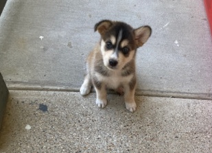 Siberian Husky – 5week old husky