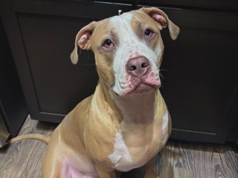 American Pit Bull Terrier – Rehoming Pittie Mix – Plano