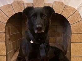 German Shepherd – Bear is looking for a new home! – Cumming