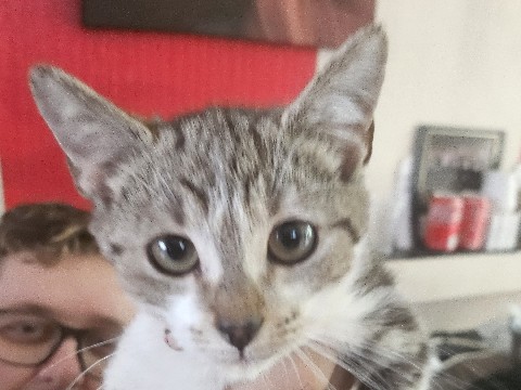 British Shorthair - cute 3 month old girl kitten available for adoption in London