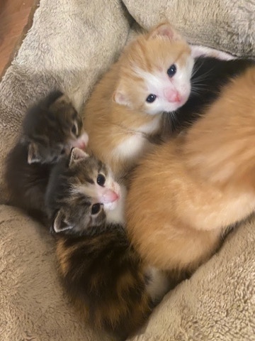 Maine Coon – Kitten Litter