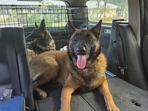 Belgian Shepherd Dog (Malinois) – Belgian Malinois in need of home ASAP – Palm Coast