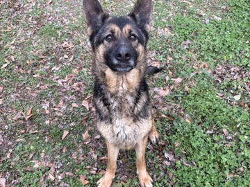 German Shepherd – Rehoming German Shepherd – Emerson