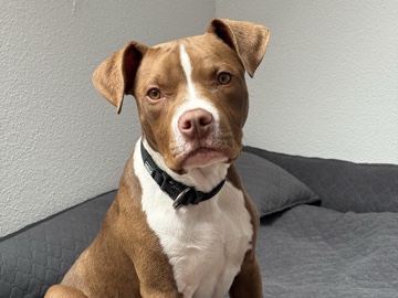 American Bulldog – American Bulldog – Remchingen