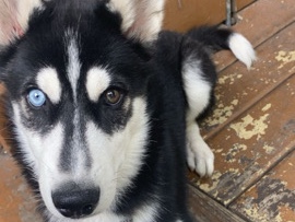 Siberian Husky - Bi colored eye Husky Puppy available for adoption in Chicago