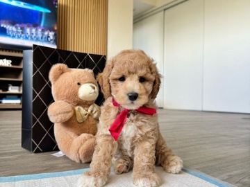 Poodle - Andy: Ready to find new home.  available for adoption in Hamilton