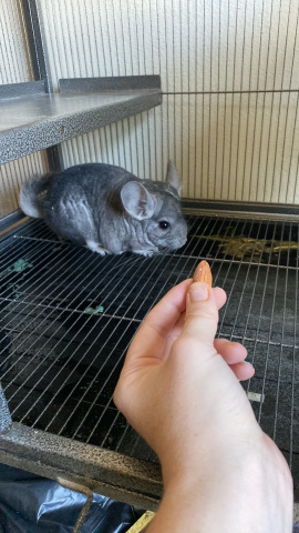 chinchilla – chinchilla for sale comes with cage and everything