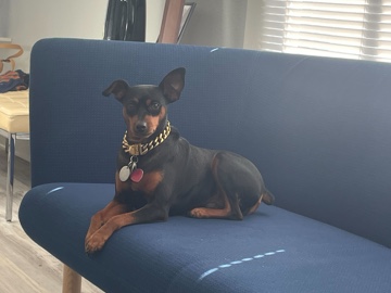 Miniture Pinscher