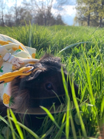 Black Guinea Pig