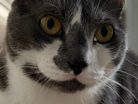 Sweet 3 1/2 Year Old Cat – San Antonio