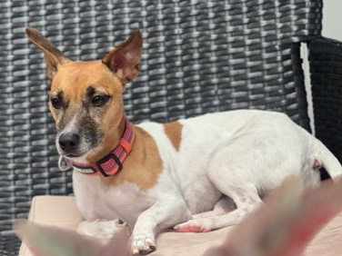 Jack Russell Terrier – Teddy (Jack Russell)