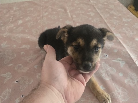 German Shepherd – connar – Blue Mound