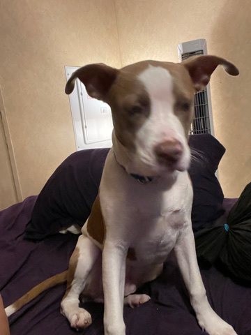 American Pit Bull Terrier – pit bull puppy