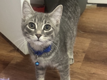 Domestic Silver Tabby Shorthair – Orlando