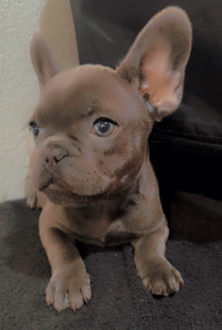 French Bulldog – Blue Frenchie