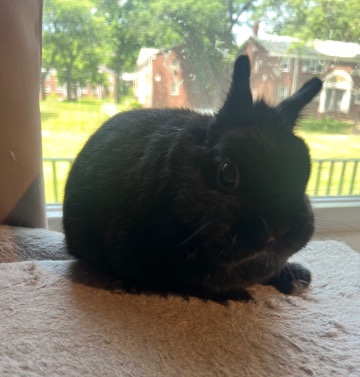  Netherland dwarf rabbit 
