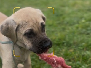 Cane Corso in Novate Milanese