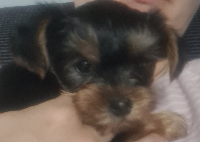 Yorkshire Terrier – tiny yorkshire terrier pup