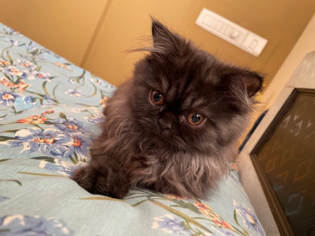 Persian (Modern) – 2 kittens 3month old