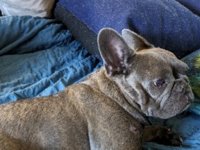 French Bulldog – purebred Isabella lilac French Bulldog female 5-year-old – Los Altos