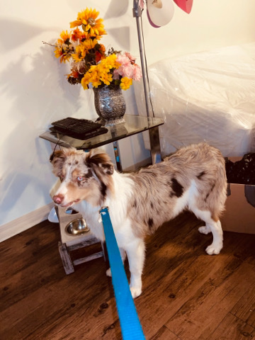 Australian Shepherd – Australian Shepherd