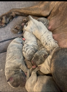 Cane Corso – stunning cane corso puppies