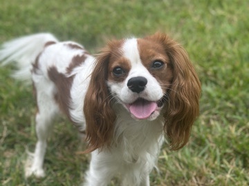 Cavalier King Charles Spaniel