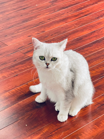 British Shorthair – minni